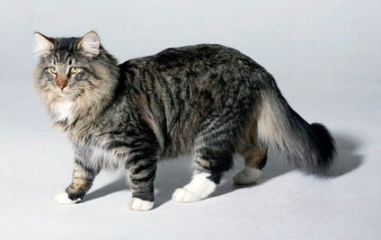 Norvég erdei macska - egy leírást a jellegét, tartalmát, élelmiszer, vásárlás