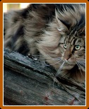 Norvegiană specii de pisici forestiere, fotografii și prețuri
