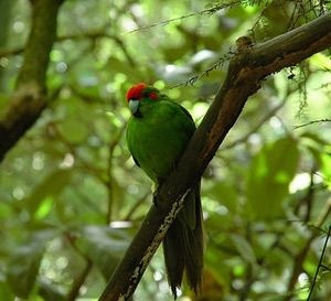 Új-Zéland papagáj