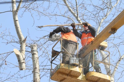 Tunderea de coroane de copac trebuie să aibă loc într-un mod nou · amenajare a teritoriului · știri oraș Krasnoyarsk