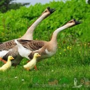 Privire de ansamblu asupra rasei de gâscă Gooseberry, descrierea, fotografiile și videoclipurile