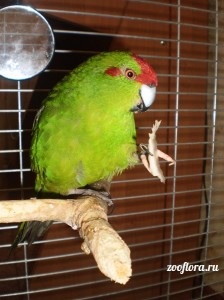 Descrierea de papagali din Noua Zeelandă (kakarikov)