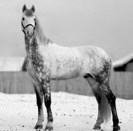 Orlovsky trotter (trotter Oryol) - totul despre rasa de cai