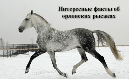 Orlovsky trotter (trotter Oryol) - totul despre rasa de cai