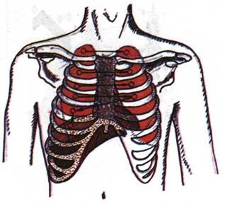 Reguli de bază ale auscultării plămânilor - stadopedia