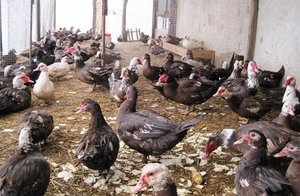 Jellemzői a karbantartási és tenyésztése pézsma kacsa etetés feltételek, a madarak a betegség