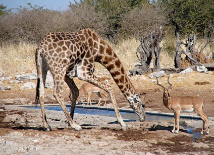 De la coarnele de pe capul la procedurile de baie cu lapte, obiceiurile popoarelor din Africa în lentila fotografică a Ninei