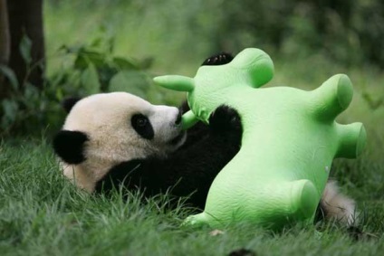 Panda - csodálatos kincs Kína, érdekes utazási