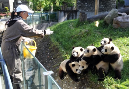 Panda - o comoară minunată a Chinei, călătorii interesante