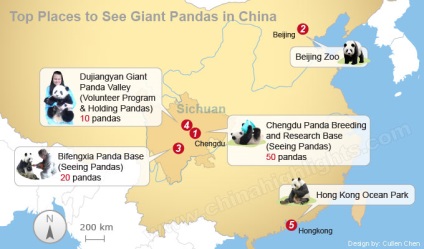 Panda - o comoară minunată a Chinei, călătorii interesante