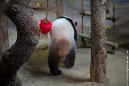 Panda az állatkertben