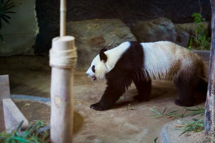 Panda la grădina zoologică