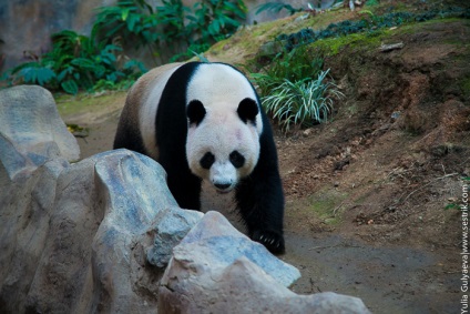 Panda az állatkertben