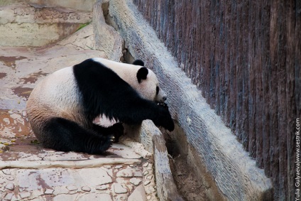 Panda az állatkertben