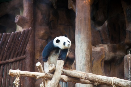 Panda la grădina zoologică