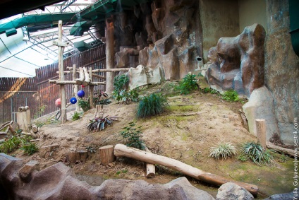 Panda az állatkertben