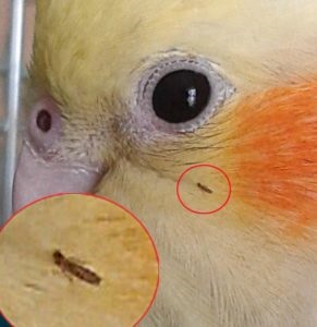 Paraziți la papagali cum să identifice și să vindece păsările
