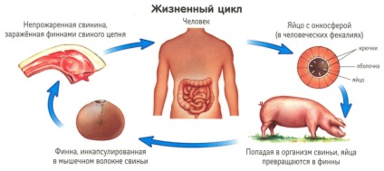 Paraziți din carne de elan, carne de porc, carne de vită, în carne de pui, în pădure