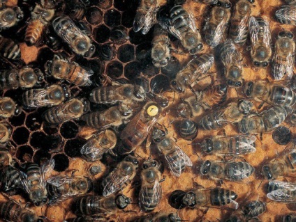 Podmore méhek használják a cukorbetegségben