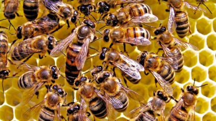 Parthenogenezis a méhek, mi ez, és hogyan kell harcolni