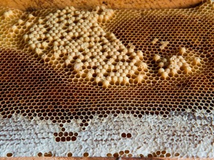 Podmore méhek cukorbetegek lehetnek
