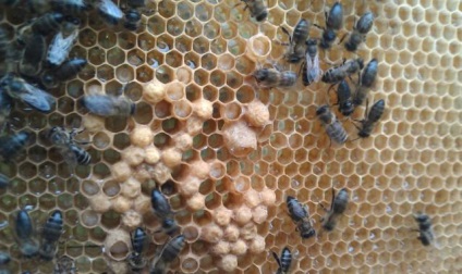 podmore méhek a cukorbetegség kezelésében myocardialis infarktus kezelése diabetes