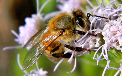 podmore méhek a cukorbetegség kezelésében