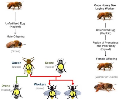 Parthenogenezis a méhek, mi ez, és hogyan kell harcolni