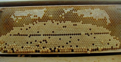 Parthenogenezis a méhek, mi ez, és hogyan kell harcolni