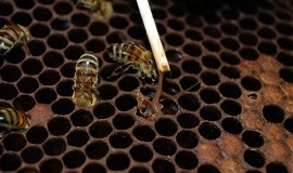 Cauzele și tratamentul parthenogenezei în albine