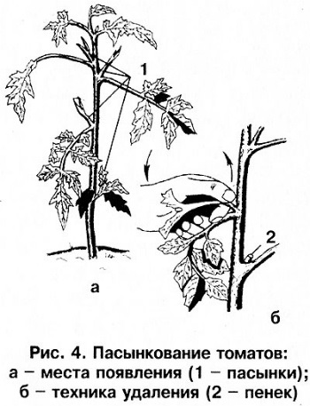 pasynkovanie paradicsom