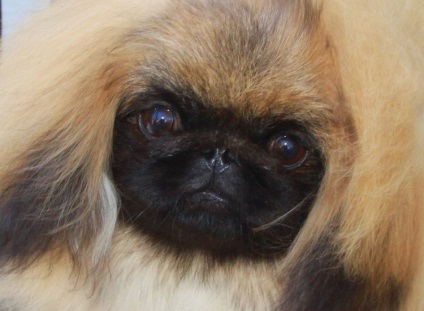 Pekingese - boala oculară - oftalmolog veterinar