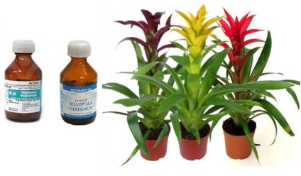 Aplicarea peroxidului de hidrogen pentru plante - rețete pentru tratamentul de la fitosanitar halisate suleimanova
