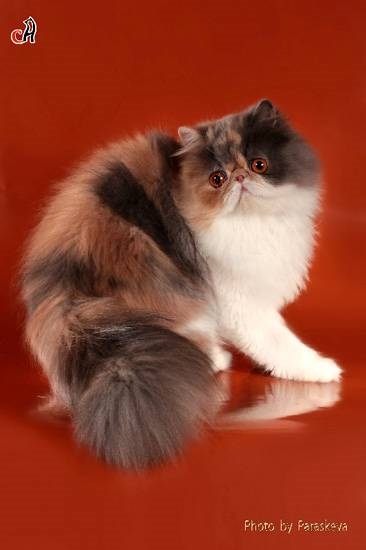 Perzsa macska szélsőséges típus vásárol egy cica, milyen korban, hogy egy cica perzsa