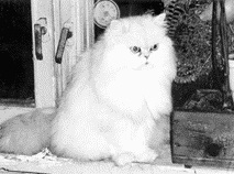 Perzsa macskák - egy idős macska ellátás - a könyv „”