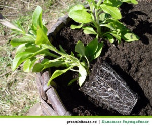 Petunia pe cultivarea și îngrijirea balconului