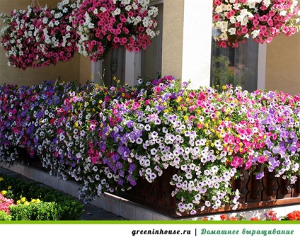 Petunia pe cultivarea și îngrijirea balconului
