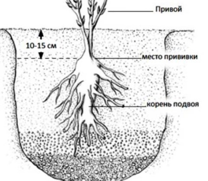 bazsarózsa treelike