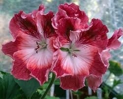 Lil Pelargonium - secrete de flori abundente, gradina de flori