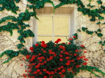 Lush muskátli - titkait bőséges virágzás, virág (Pelargonium) Lush muskátli - titkait bőséges virágzás, virág