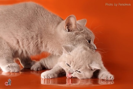 Cattery britney shache - pisici britanice din Sankt Petersburg