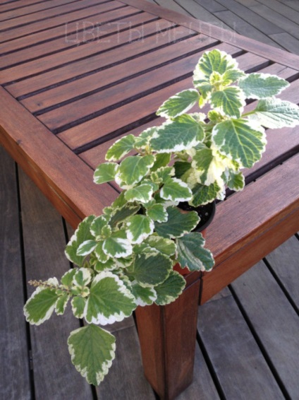 Plectranthus, menta, îngrijire, fotografie, flori de vis