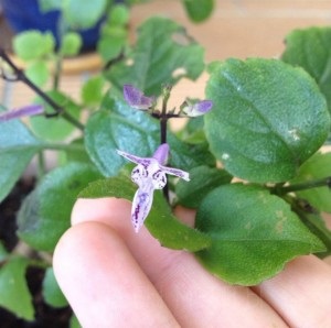 Plectranthus, menta, îngrijire, fotografie, flori de vis