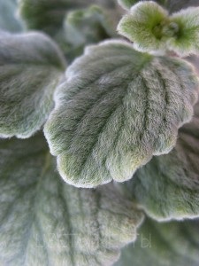 Plectranthus, menta, îngrijire, fotografie, flori de vis