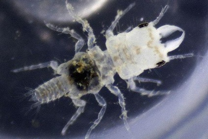 De ce un parazit marin a fost numit după o tifon de fasole