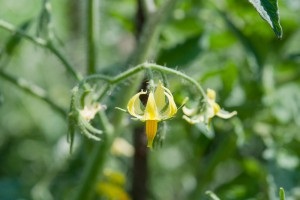 De ce tomatele nu sunt legate într-o seră și în aer liber