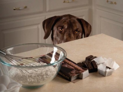 De ce câinii nu pot ciocolata
