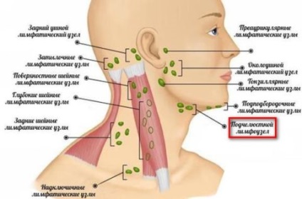 Poziția ganglionilor limfatici submandibulari, principii de funcționare și stări modificate