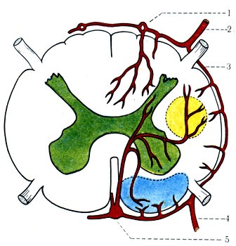 Subclavia és a szélek 1978