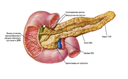 pancreas